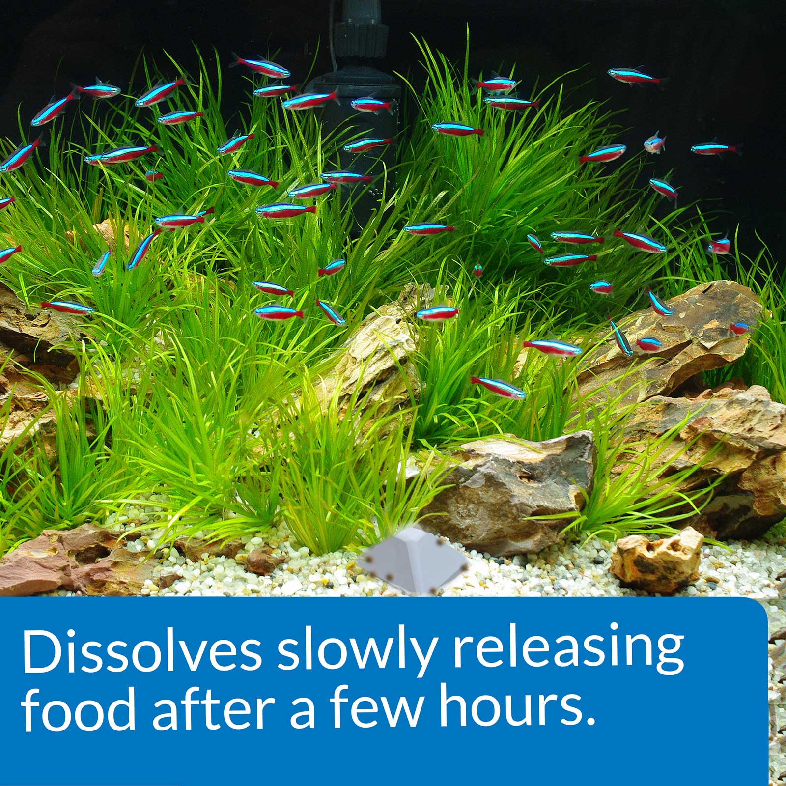 API Weekend Pyramid Fish Feeder 3 day - Image 5