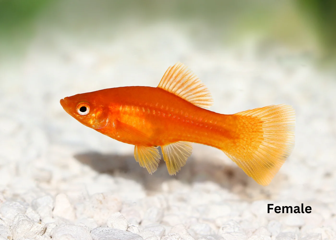 Assorted Swordtail Specail (6 for $30) - Image 3