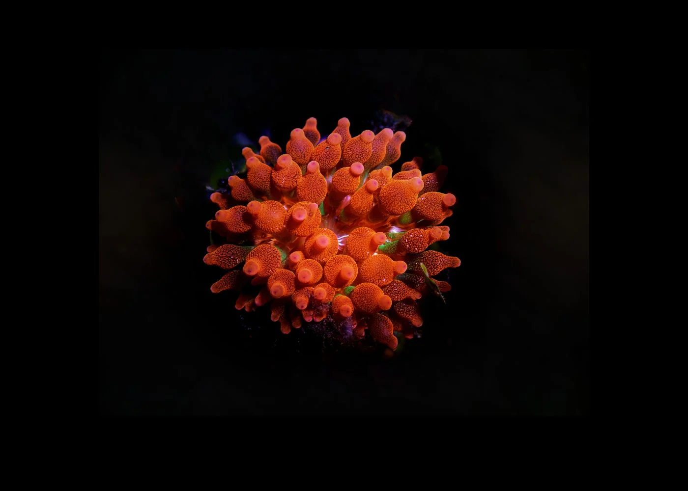 Bubble Tip Anemone Medium - Image 3