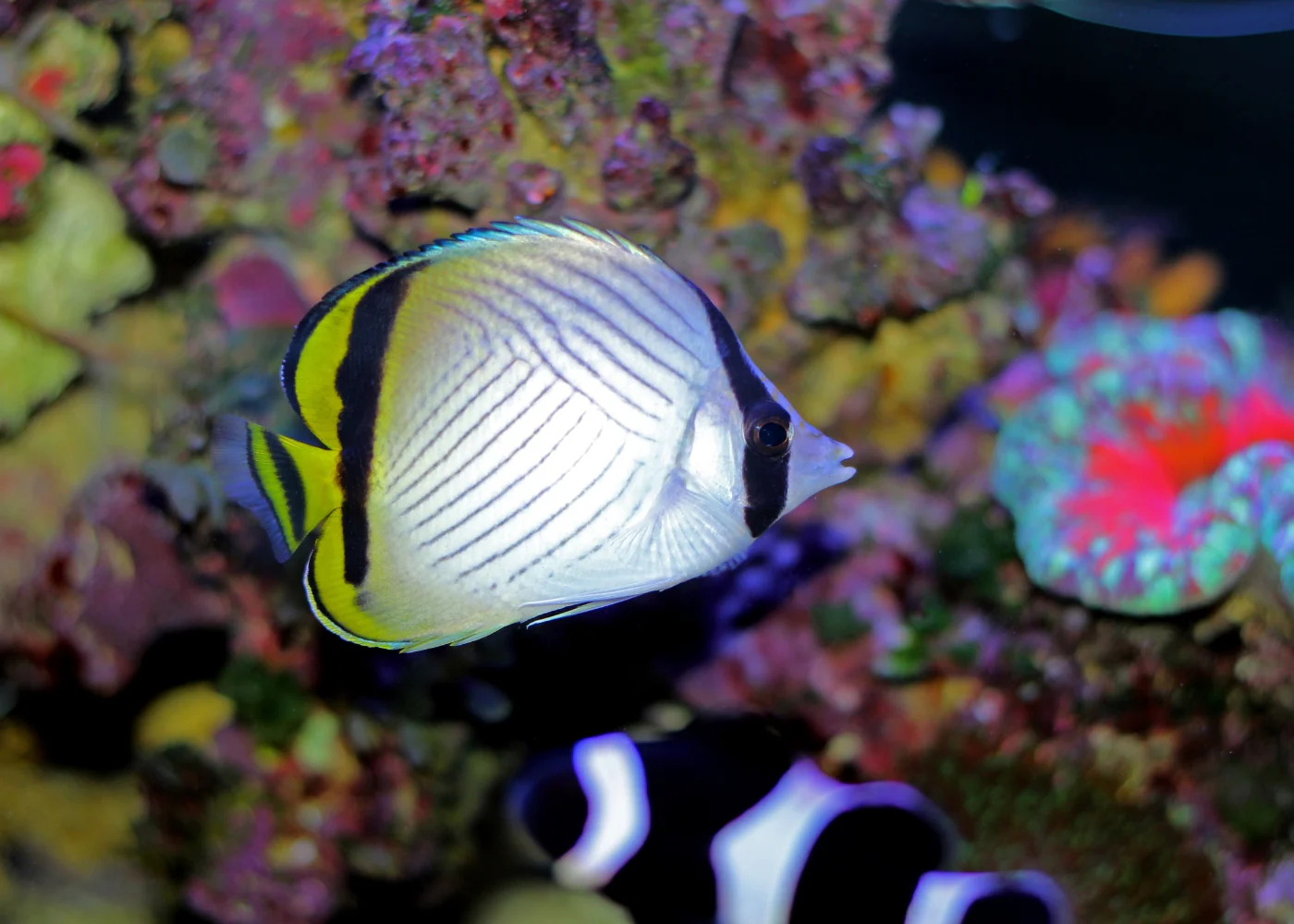 Butterfly - Vagabond - Image 3