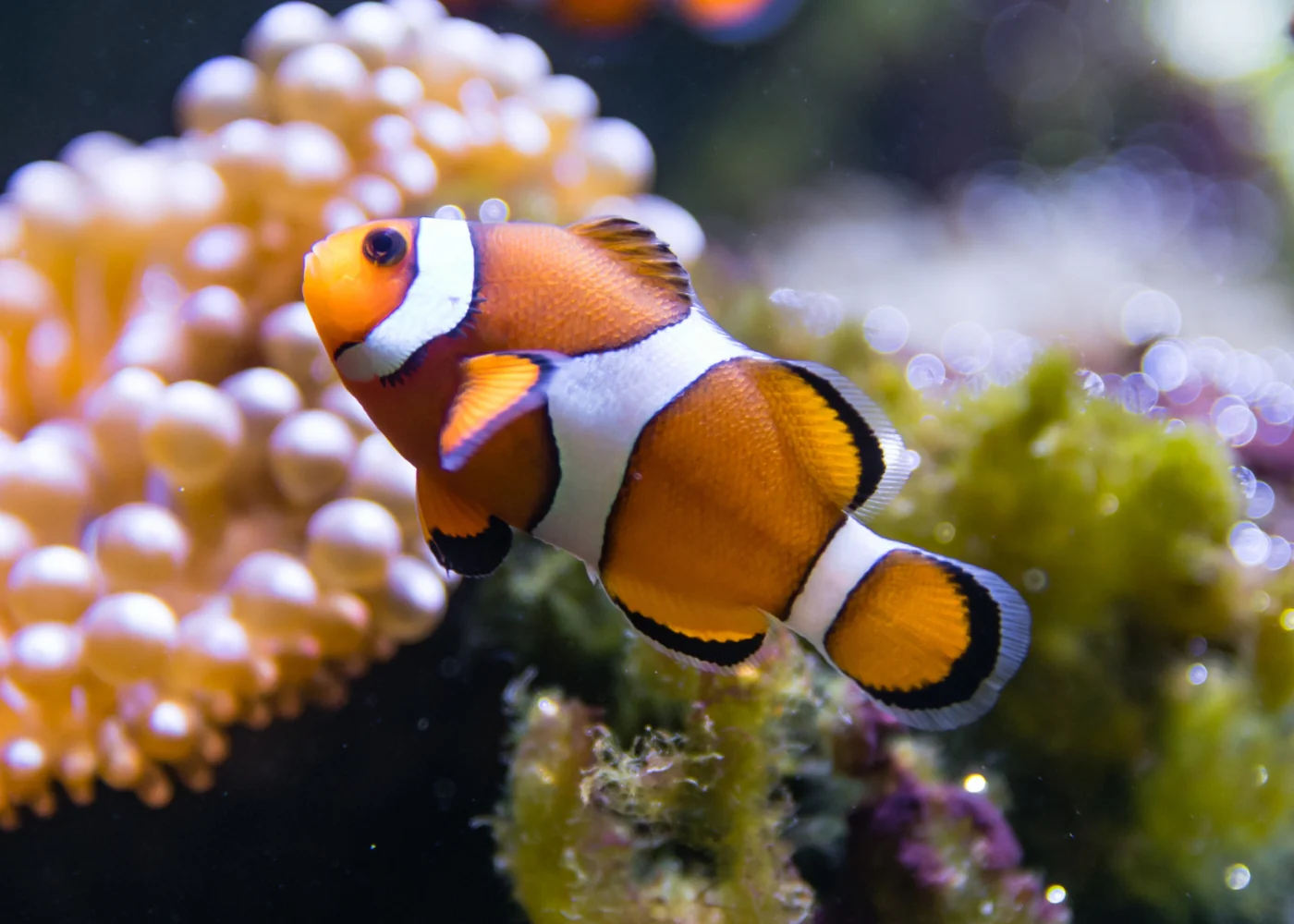 Clownfish - Ocellaris Orange Standard - Image 3