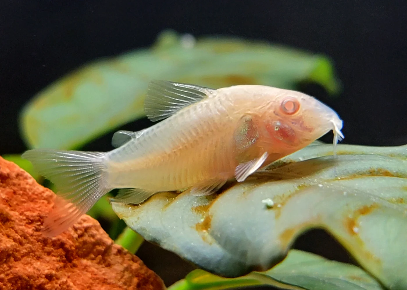 Corydoras - Assorted - Image 4