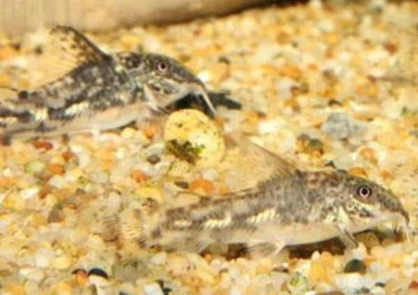 Corydoras - Barbatus - Image 3
