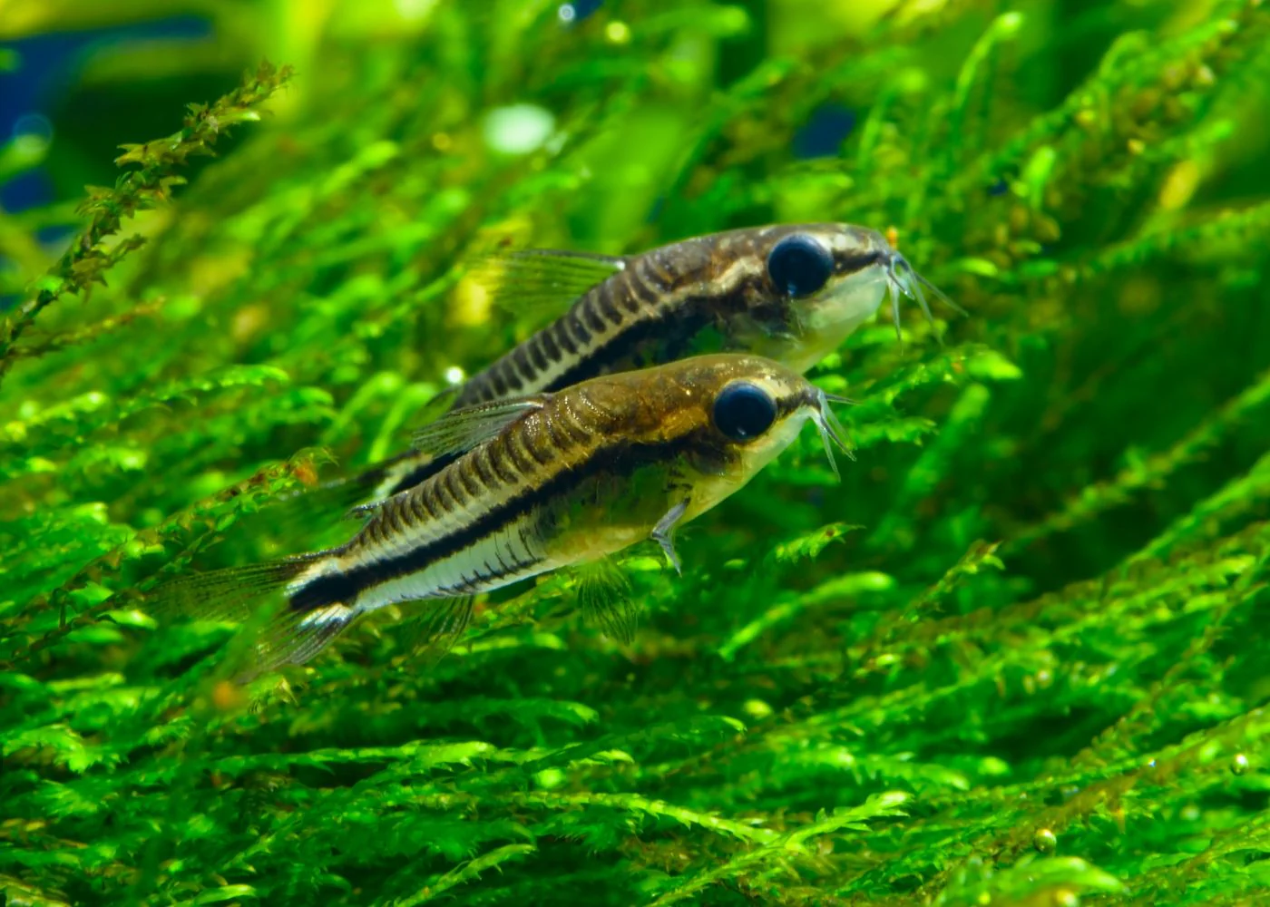 Corydoras