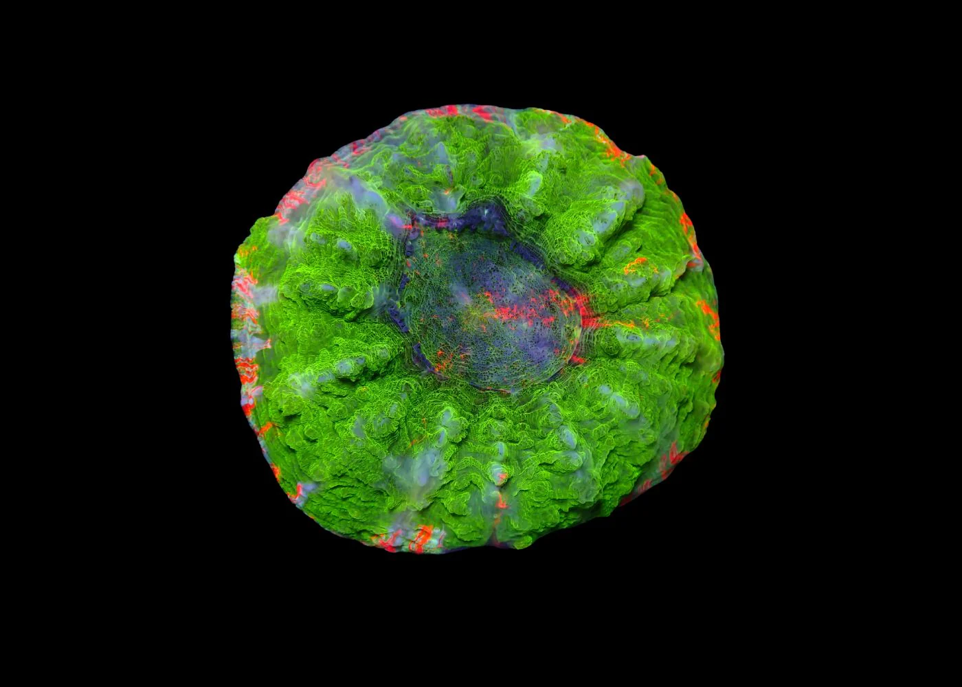 Deshy - Acanthophyllia deshayesiana - Mixed Medium - Image 3