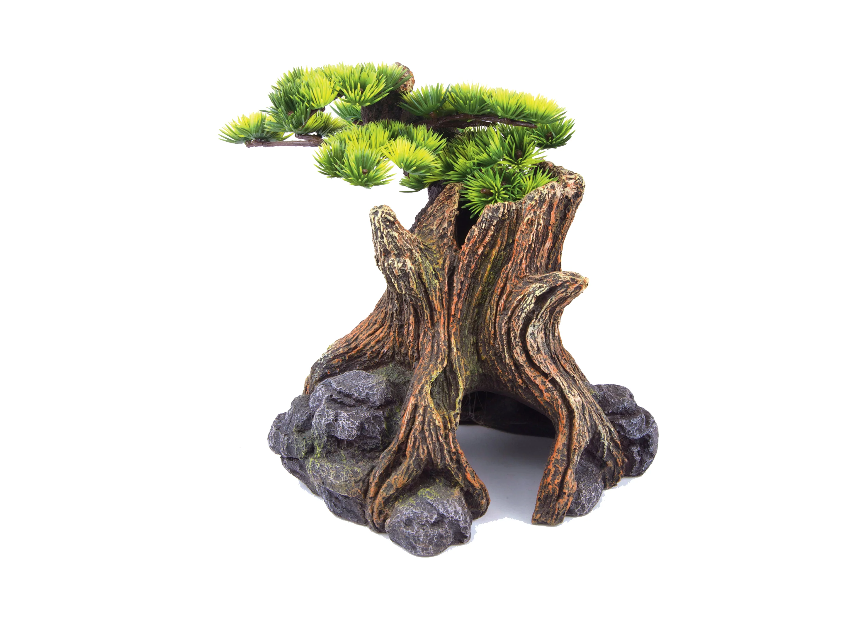 Kazoo - Bonsai Plant - Image 3