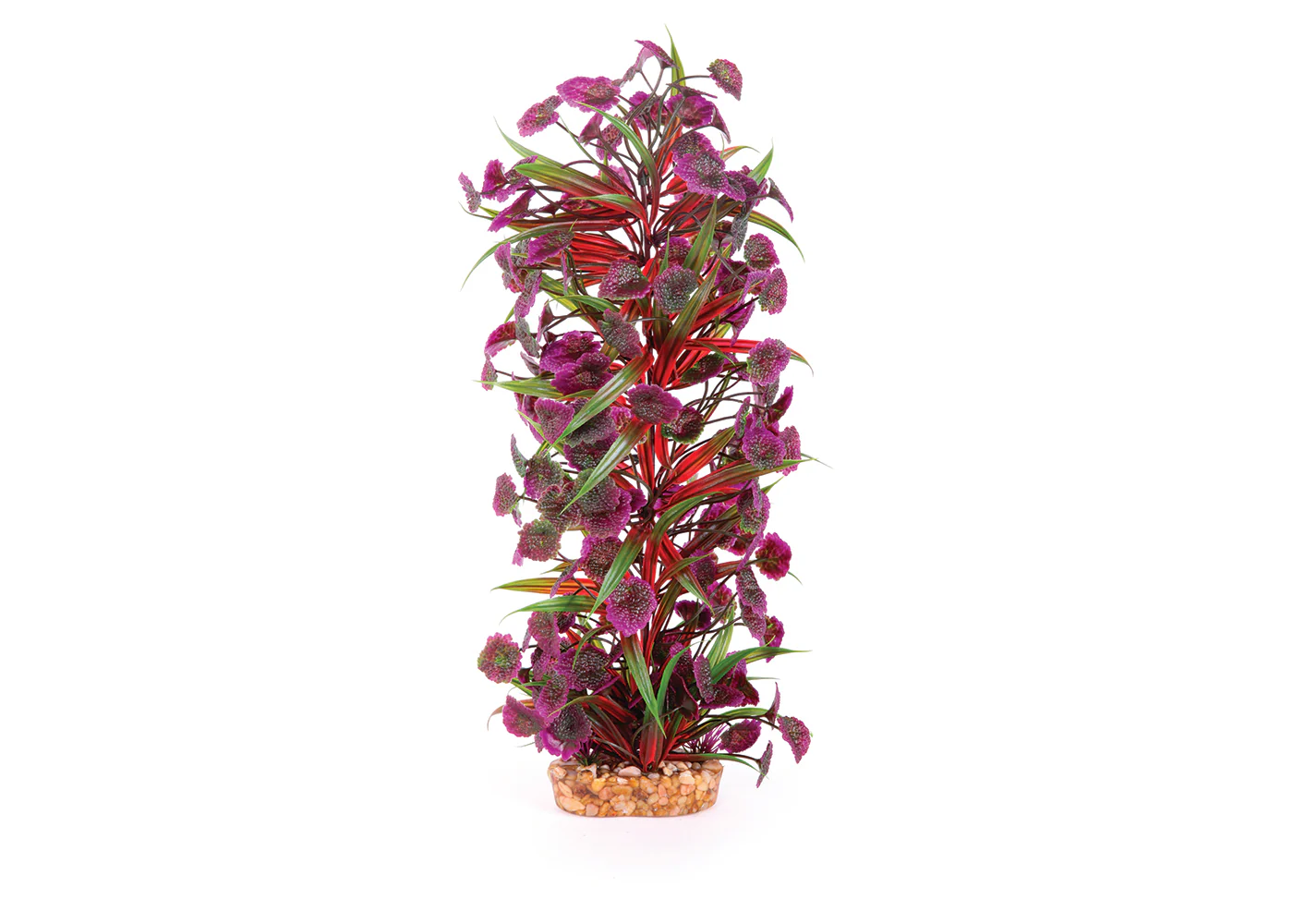 Kazoo Thin Leaf With Maroon Flower Combination Plant - Image 3
