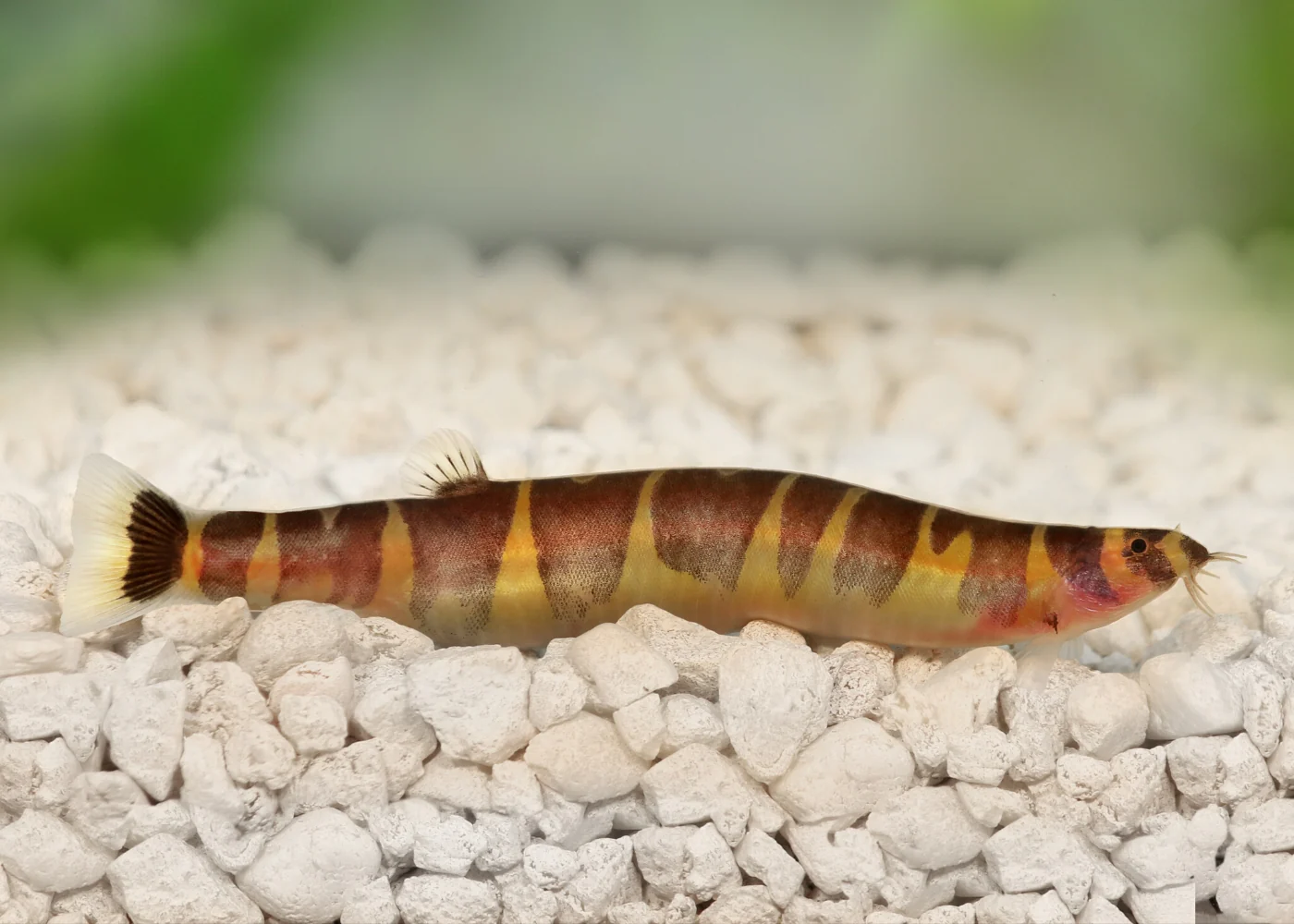 Kuhli Loach - Image 3