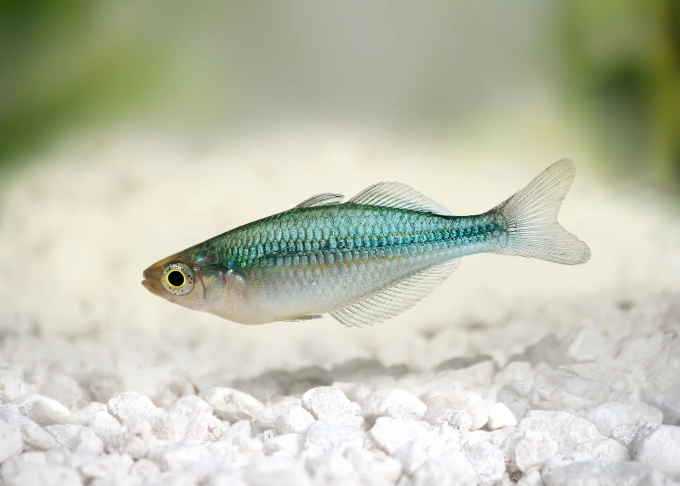 Lake Kutubu Rainbowfish - M. lacustris - Image 3