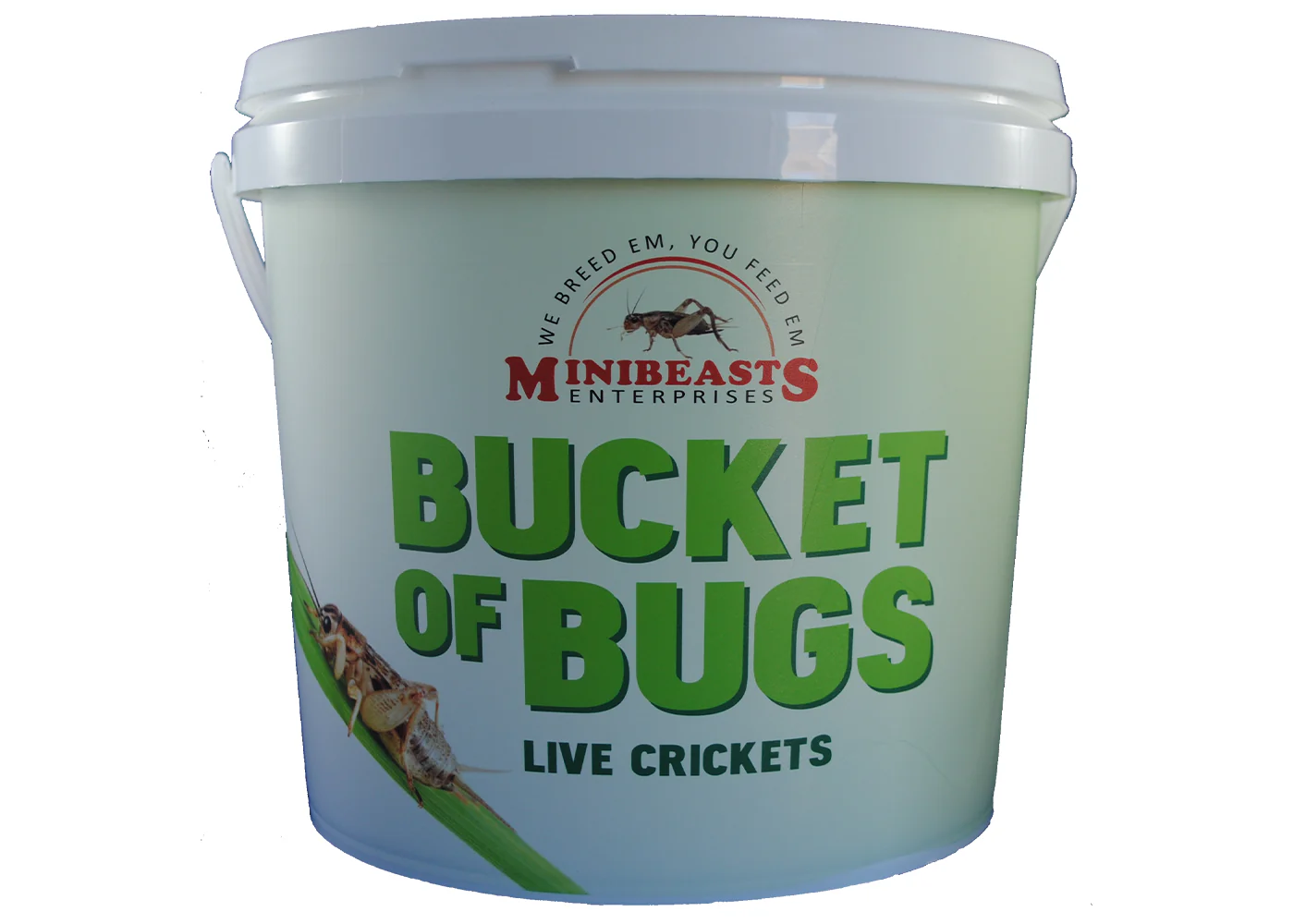 Minibeasts Bucket of Bugs - Live Crickets with Bucket - Image 3