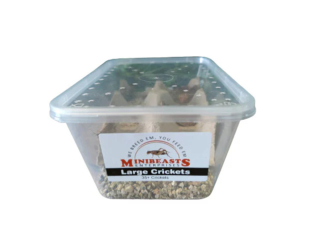 Minibeasts Bucket of Bugs - Live Crickets only (no bucket) - Image 3