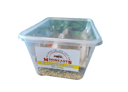 Minibeasts Bucket of Bugs - Live Crickets only (no bucket) - Image 4