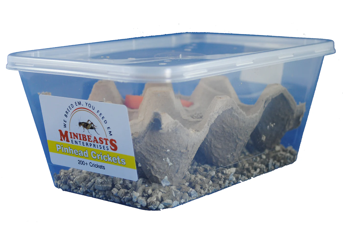 Minibeasts Crickets - Image 4