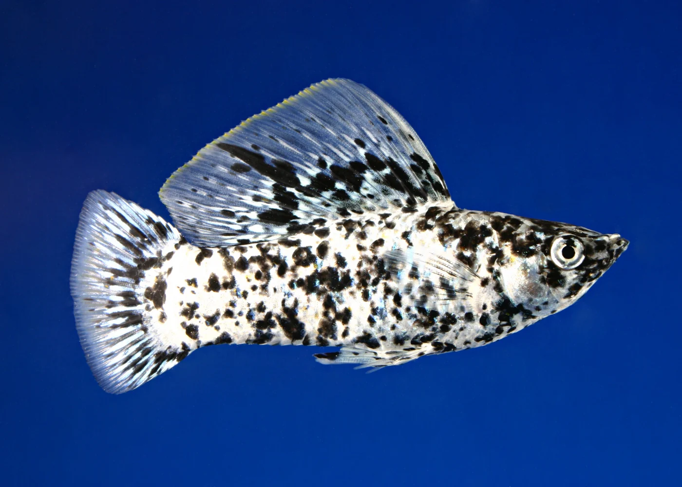 Molly Sailfin Male - Image 3