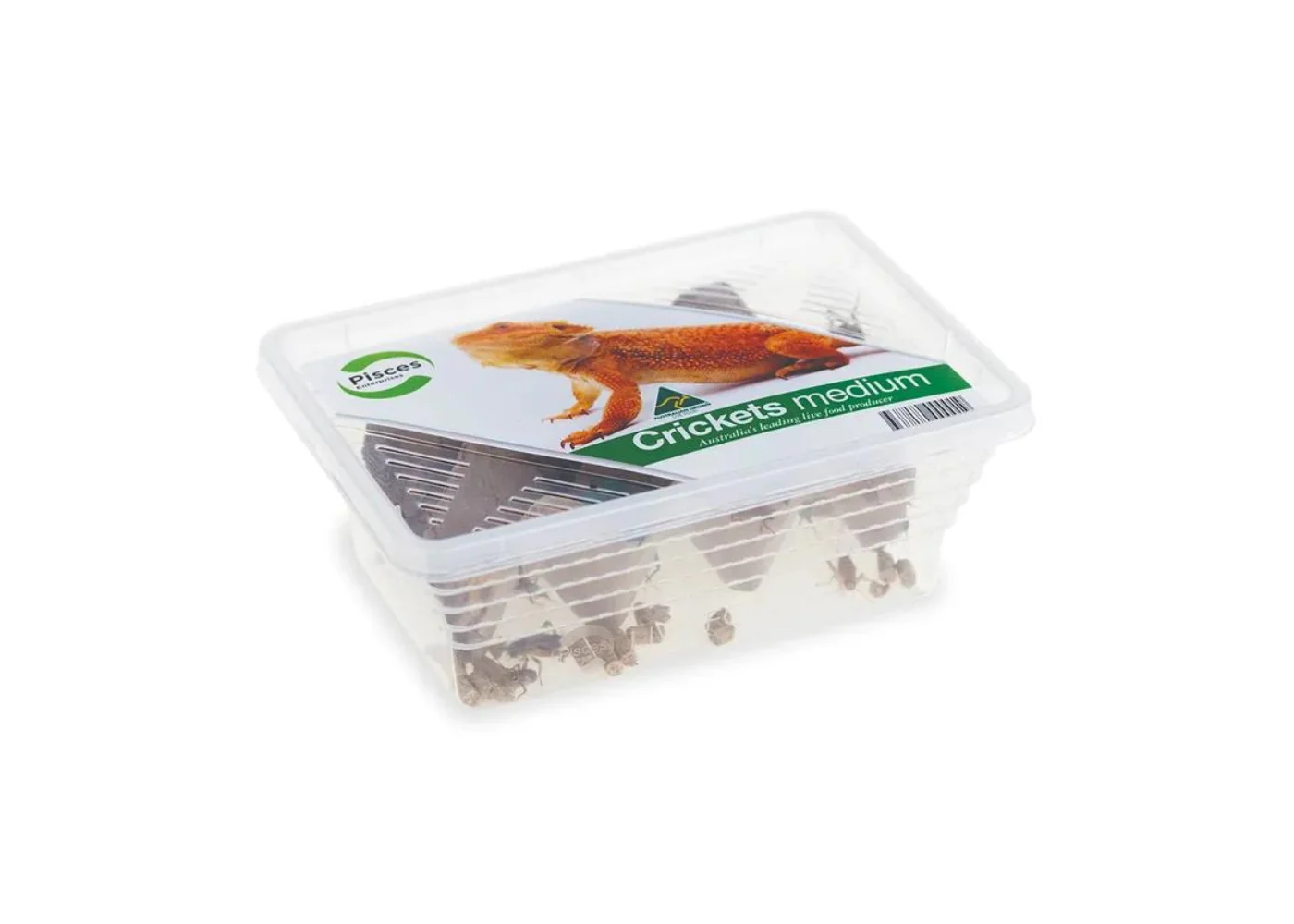 Pisces Crickets - Image 3