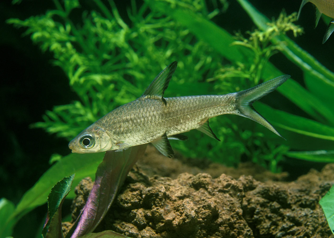 Shark Silver - Image 3