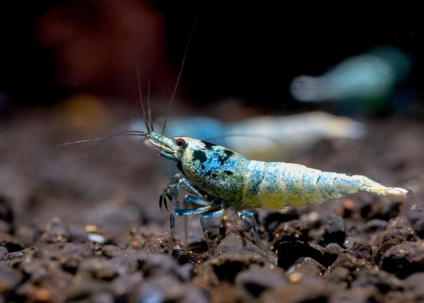 Shrimp - Blue Bolt - Special 5 for $125 - Image 3