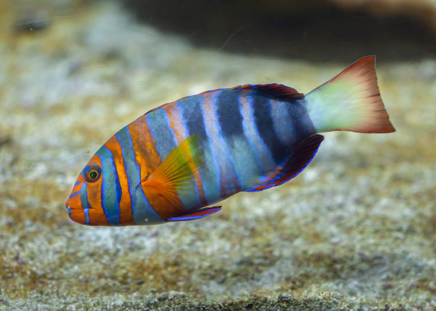 Tuskfish - Harlequin - lge - Image 3
