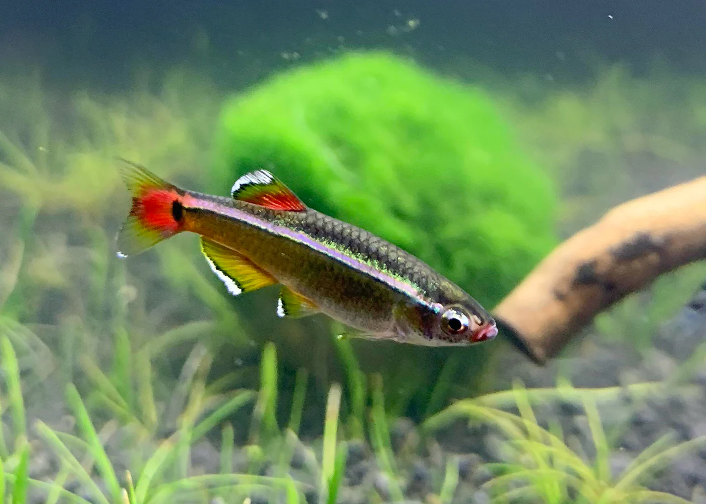 White Cloud Special (6 for $16) - Image 3